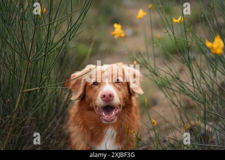 Eine Nahaufnahme eines Nova Scotia Duck Tolling Retriever Hundes auf einem Feld mit nach oben gerichtetem Blick, eingerahmt von hohen wilden Gräsern. Stockfoto