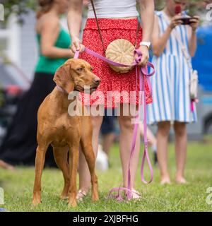 Vizsla Jagdhund steht in einem Park. Porträt von Vizsla, auch bekannt als ungarischer Vizsla, Magyar Vizsla oder ungarischer Zeiger Stockfoto