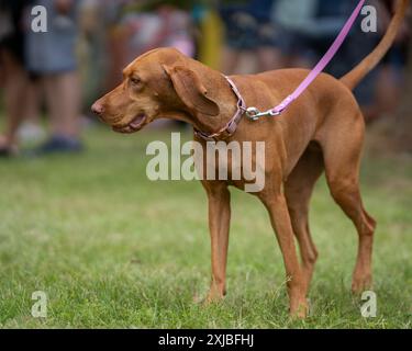 Vizsla Jagdhund steht in einem Park. Porträt von Vizsla, auch bekannt als ungarischer Vizsla, Magyar Vizsla oder ungarischer Zeiger Stockfoto