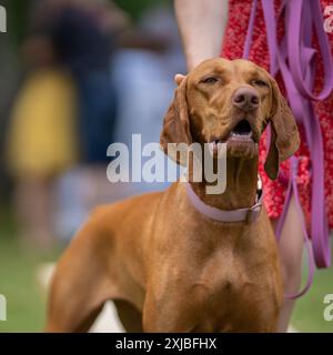 Vizsla Jagdhund steht in einem Park. Porträt von Vizsla, auch bekannt als ungarischer Vizsla, Magyar Vizsla oder ungarischer Zeiger Stockfoto