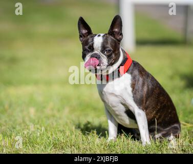 Ein weißer, erwachsener Boston Terrier, der auf einem Rasen sitzt. Porträt eines Boston Terrier, der auf dem Gras sitzt. Stockfoto