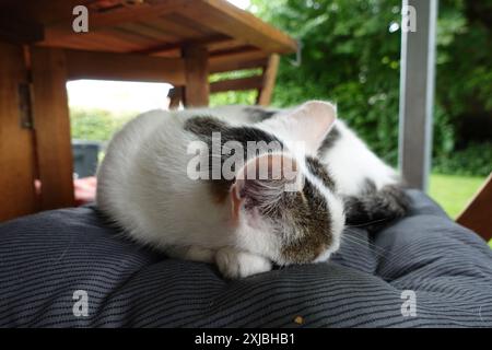 Katze mit weißem Muster, die sich auf einem Stuhl mit einem Kissen im Freien zusammengerollt hat Stockfoto