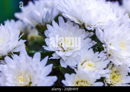 Wunderschöne Makroansicht der weißen Chrysanthemen Blumen bedeckt mit Regentropfen. Stockfoto