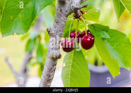 Nahaufnahme der roten Kirschen, die an einem Kirschbaum hängen. Stockfoto