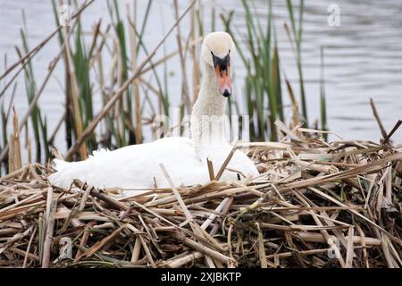 Dieser stumme Schwan, Cygnus olor, brütet ihre Eier in einem Nest nahe dem Wasser eines Sees. Foto im April. Staffordshire, Großbritannien Stockfoto