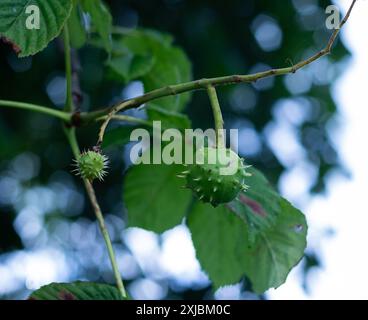 Ein Nahfoto von Kastanien auf einem tief hängenden Zweig. Stockfoto