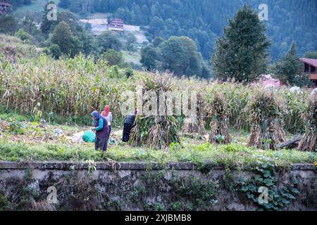 Ländliche Szene von Bauern, die Mais in einer üppigen, hügeligen Landschaft ernten, die traditionelle, manuelle Landwirtschaft und die ländliche Schönheit der Landschaft zeigen Stockfoto