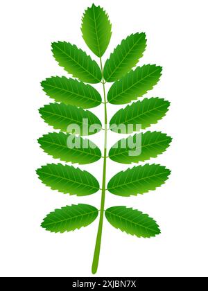 Grünes Blatt des roten rowans auf weißem Hintergrund. Stock Vektor