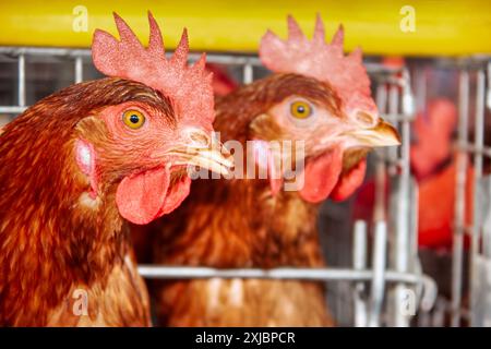 Nahaufnahme der Eier Legehennen, in Käfigen im industriellen Maßstab, afrikanischer Unternehmer, Stockfoto