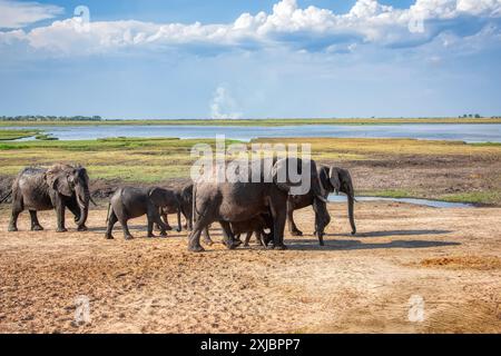 Elefantenherde mit Baby in der Nähe des Wassers im okavango-Delta Stockfoto