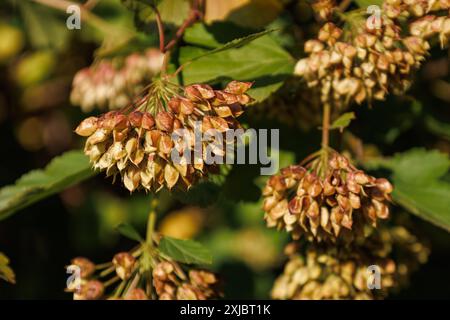 Ein Zweig von Physocarpus opulifolius im Herbst. Samen von gemeinem ninebark. Die Art der blühenden Pflanze in der Rosenfamilie Rosaceae. Überreif und Burst Stockfoto