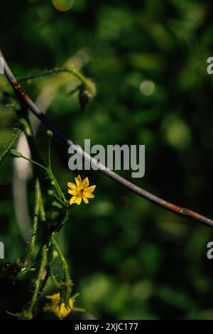 Gelbe Blüte auf Tomatenpflanze Stockfoto