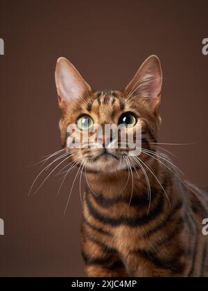 Dieser durchdringende Blick der bengalischen Katzen und die markanten Streifen sind in einem Studio-Porträt aus nächster Nähe festgehalten Stockfoto