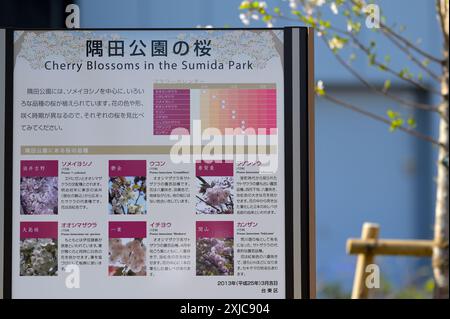 Sumida Park während der schönen Kirschblüten Saison, Tokyo Asakusa JP Stockfoto
