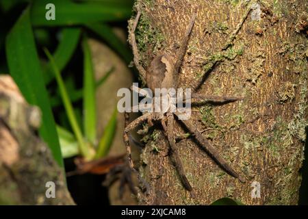 Eine schöne weibliche gewöhnliche Regenspinne (Palystes superciliosus), eine Art Jägerspinne, auf einem kleinen Baum Stockfoto