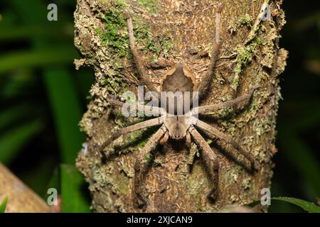 Eine schöne weibliche gewöhnliche Regenspinne (Palystes superciliosus), eine Art Jägerspinne, auf einem kleinen Baum Stockfoto