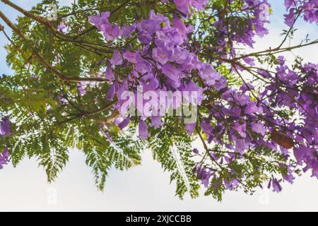 Wunderschöner blühender Jacaranda-Baum. Blauviolette Blüten und farnähnliches Laub aus nächster Nähe mit einem bewölkten Himmel im Hintergrund Stockfoto