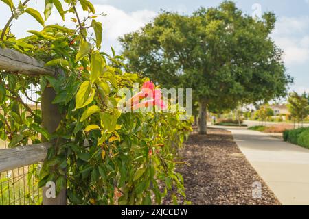 Trompetenrebe (Campsis radicans) in Blüte mit schönen roten Blüten. Die Trompetenrebe kann schnell Zäune oder Mauern bedecken Stockfoto