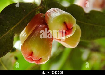 Thongsamsi-Wasserguave oder frische rote Wasserguave noch auf dem Baum Stockfoto
