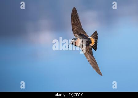 Klippenschlucke oder amerikanische Klippenschlucke (Petrochelidon pyrrhonota) im Vollflug über Wasser. Grand Teton National Park, Wyoming, USA. Stockfoto