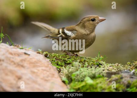 Weibliche Eurasische Buchfinke (Fringilla coelebs) auf Moos. Sierra Morena, Córdoba, Andalusien, Spanien. Stockfoto