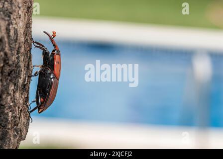 Rote Palmweevil (Rhynchophorus ferrugineus). Erwachsener klettert auf eine Gartenpalme. Dieser Käfer ist der gefährlichste und tödlichste Schädling aller Zeiten, Kokos, Oi Stockfoto