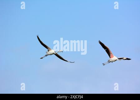 Großer Flamingo (Phoenicopterus ruber roseus). Gruppe von zwei Vögeln im vollen Flug unter blauem Himmel. Doñana Nationalpark, Sevilla, Andalusien, Spanien. Stockfoto