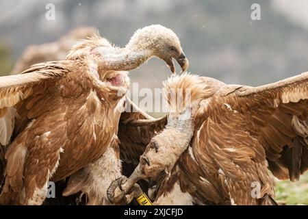 Gyps fulvus (Gyps fulvus) kämpfen heftig um die Dominanz in der Futterstation. Solsona, Pyrenäen, Katalonien, Spanien. Stockfoto