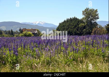 Schöne helle violette Lupinen auf einem Feld. Die Olympischen Berge im Hintergrund. Sequim, Washington. Stockfoto