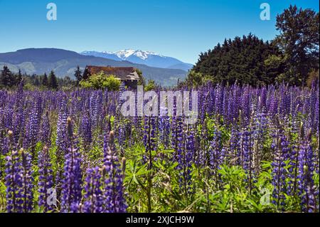 Schöne helle violette Lupinen auf einem Feld. Die Olympischen Berge im Hintergrund. Sequim, Washington. Stockfoto