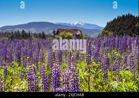 Sommerlupinen mit einer Scheune und den Olympischen Bergen im Hintergrund. Sequim, Washington. Stockfoto