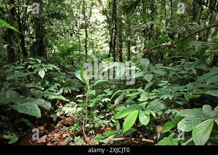 Vegetation auf dem Boden des Regenwaldes im Gunung Halimun Nationalpark in Citalahab, Malasari, Nanggung, Bogor, West Java, Indonesien. Stockfoto