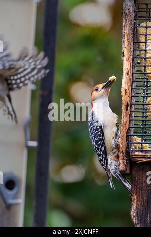 Ein Rotbauchspecht mit einem Stück Suet im Schnabel hängt an der Seite eines Vogelfutters im Nordosten von Indiana, USA. Stockfoto