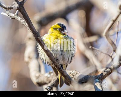 Eurasisches Siskin-Männchen, lateinischer Name spinus spinus, sitzend auf einem Ast eines Baumes. Niedlicher kleiner gelber singbird. Vögel in der Tierwelt. Stockfoto