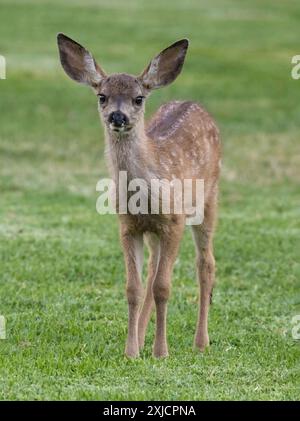 Weißfleckige Schwarzschwanzhirschfawn grasen in Alert. Quail Hollow County Park, Santa Cruz County, Kalifornien, USA. Stockfoto