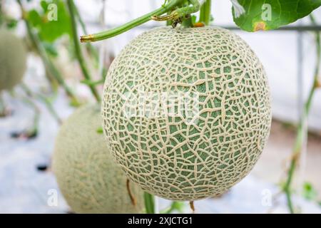 Frische grüne japanische Melonen, die im Bio-Gewächshausgarten wachsen Stockfoto