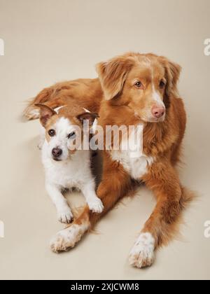 Ein Jack Russell und ein Nova Scotia Duck Tolling Retriever-Hund sitzen zusammen, warme und gemütliche Hundebegleiter in einem Studio-Setting Stockfoto