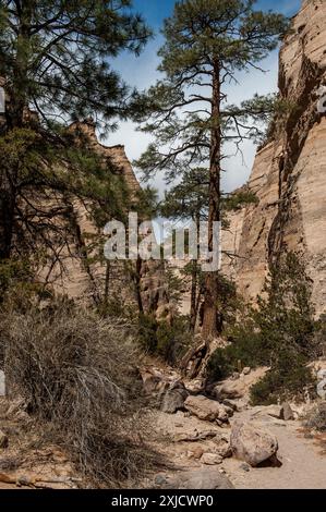 Eine große Ponderosa-Kiefer wächst an der Mündung des Slot Canyon im Kasha-Katuwe Tent Rocks National Monument in der Nähe von Pueblo de Cochiti, New Mexico Stockfoto