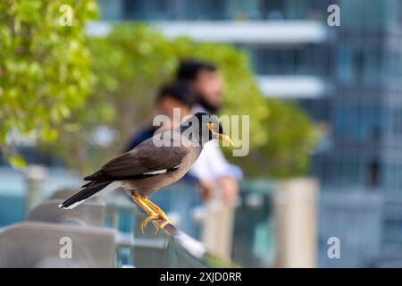 Nahaufnahme von gemeinem Myna-Vogel, der auf dem Geländer sitzt. Stockfoto