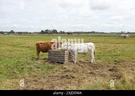 Weiße und braune Kühe auf der Wiese essen Heu von einem Heufutter. Weidelandschaft in den Niederlanden, Nordholland. Sommer, Juli Stockfoto