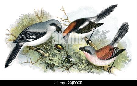 1898 Farbstich des großen grauen Garnelen (Lanius excubitor), des roten Garnelens (Lanius collurio) und des Holzchatschenkels (Lanius Senator). Stockfoto