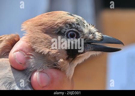 14. Juli 2024, Brandenburg, Angermünde: Ein jay (Garrulus glandarius) ist beim Vogelklingeln im NABU Naturerlebniszentrum Blumberger Mühle zu sehen. Während eines öffentlichen Vogelringings in den Gewässern des NABU Nature Experience Center konnten interessierte Besucher heute Morgen Vögel aus den Schilfbeeten aus nächster Nähe beobachten. Hier werden zwei Mal im Jahr Vögel mit speziellen Netzen und Fallen gefangen. Die Art der gefangenen Vögel wurde bestimmt, sie wurden gemessen und gewogen und mit einem Ring zur Erkennung versehen. Nach kurzer Stressphase konnten die Vögel wieder in die Wildnis fliegen. Anz Stockfoto