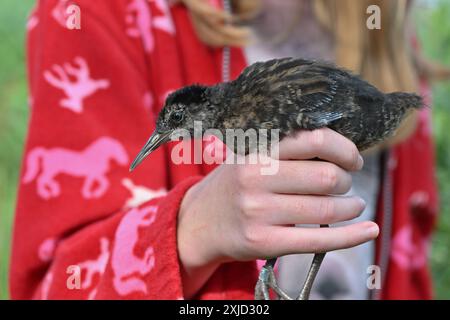 14. Juli 2024, Brandenburg, Angermünde: Eine junge Wasserbahn (Rallus aquaticus) ist beim Vogelklingeln im NABU Naturerlebniszentrum Blumberger Mühle zu sehen. Während einer öffentlichen Vogelklingveranstaltung in den Gewässern des NABU Nature Experience Center konnten interessierte Besucher heute Morgen Vögel aus den Schilfbeeten aus nächster Nähe beobachten. Hier werden zwei Mal im Jahr Vögel mit speziellen Netzen und Fallen gefangen. Die Art der gefangenen Vögel wurde bestimmt, sie wurden gemessen und gewogen und mit einem Ring zur Erkennung versehen. Nach einer kurzen Stressphase konnten die Vögel wieder in die W fliegen Stockfoto