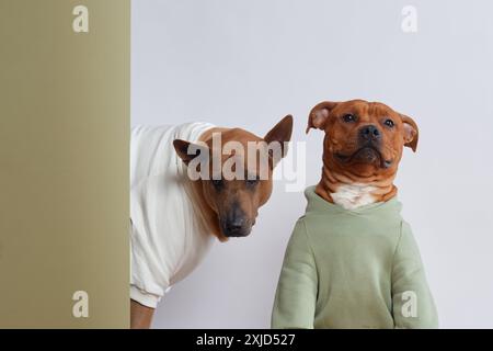 Ein stilvolles Duo aus Hunden, ein Thai Ridgeback in einem knusprigen weißen Hemd und ein Staffordshire Bull Terrier in einem gemütlichen grünen Pullover Stockfoto