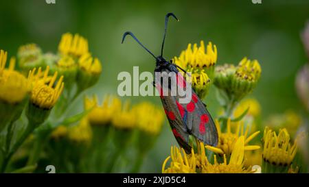 Eine sechsfleckige Burnet Moth (Zygaena filipendulae) ruht auf einem Ragkraut (Jacobaea vulgaris). Stockfoto