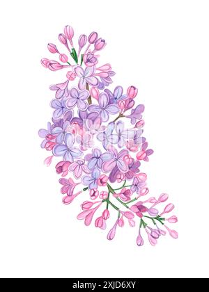 Blumen-Flieder-botanische Illustration auf isoliertem Hintergrund-Aquarell Stockfoto