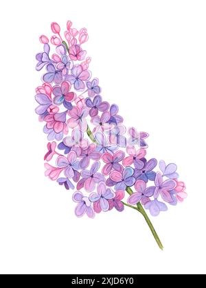 Blumen-Flieder-botanische Illustration auf isoliertem Hintergrund-Aquarell Stockfoto