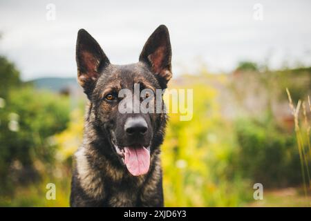 Arbeitslinie Deutscher Schäferhund (Elsässer) Stockfoto