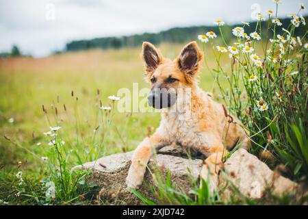 Westerwälder Kuhhhund Stockfoto