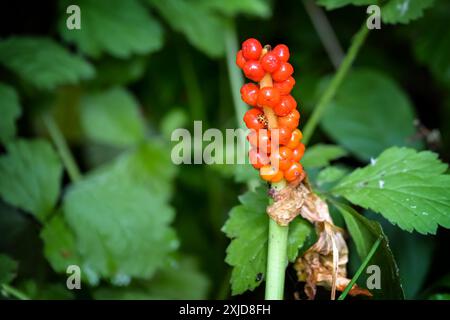 Arum (Arum maculatum) mit Haufen orangenroter Beeren und einem kleinen, perfekt getarnten Marienkäfer, versteckt in der giftigen Staudenpflanze, Copy Spa Stockfoto